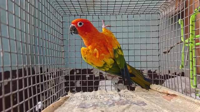 Sun Conure at a farm in Bengaluru, Karnataka