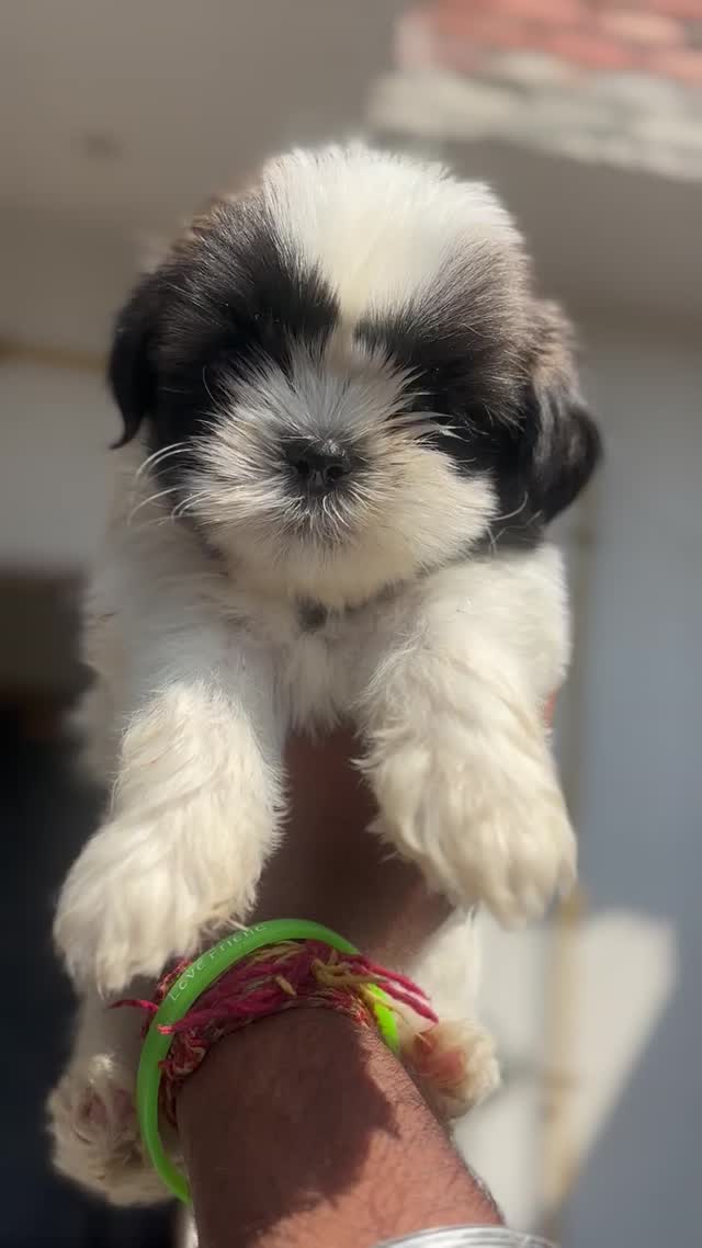 Shih Tzu | Tri Color Puppy at a farm in Saharanpur, Uttar Pradesh