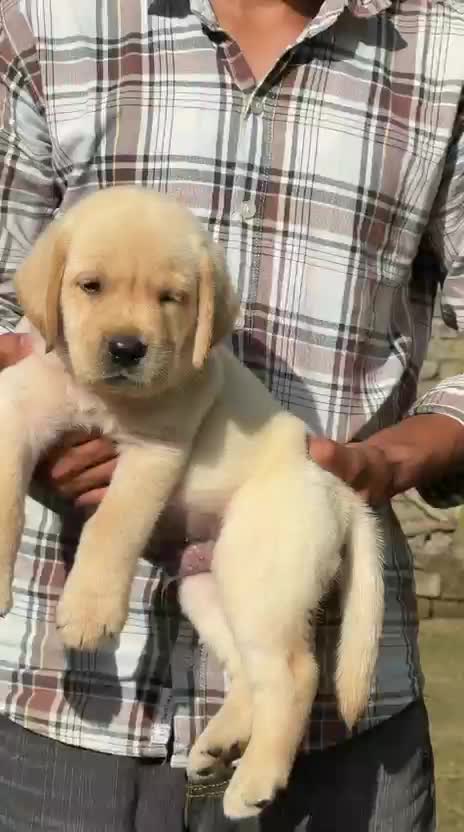 Beagle Black & Tan Puppy at a farm in Saharanpur, Uttar Pradesh