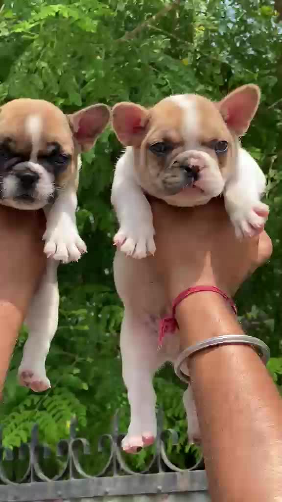 French Bulldog Puppy | Fawn at a farm in Ambala, Haryana