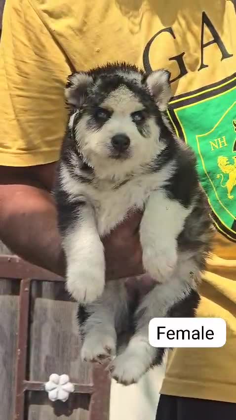 Siberian Husky Puppy | Copper & White Color at a farm in Ambala, Haryana