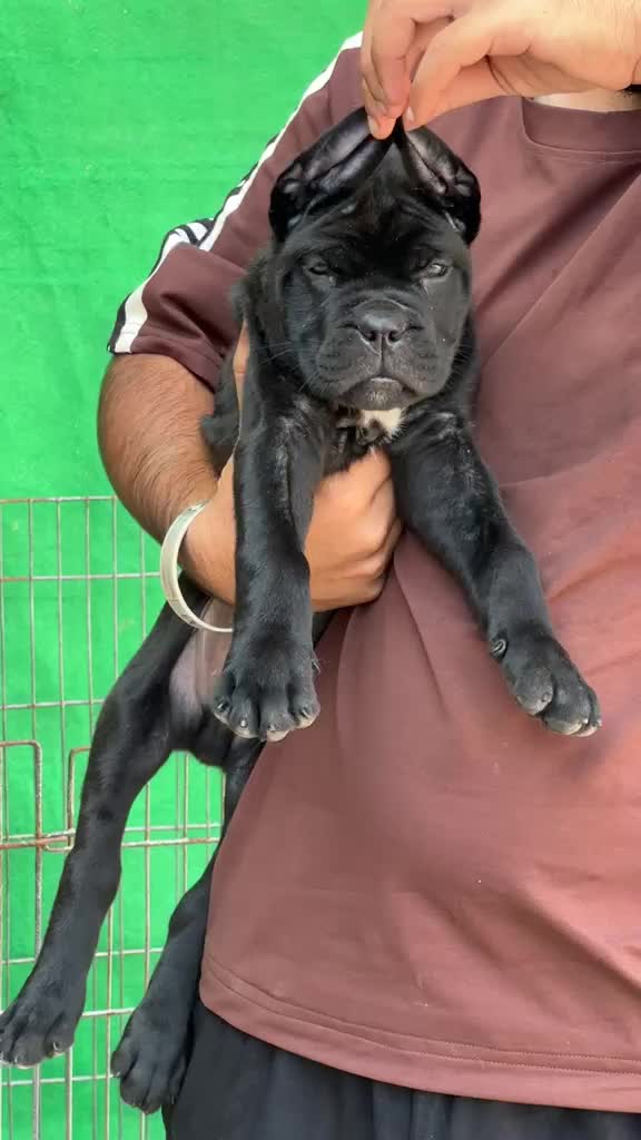 Cane Corso Puppy at a farm in Ambala, Haryana