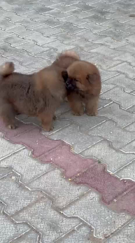 Chow Chow Puppy | Cream Color at a farm in Ambala, Haryana