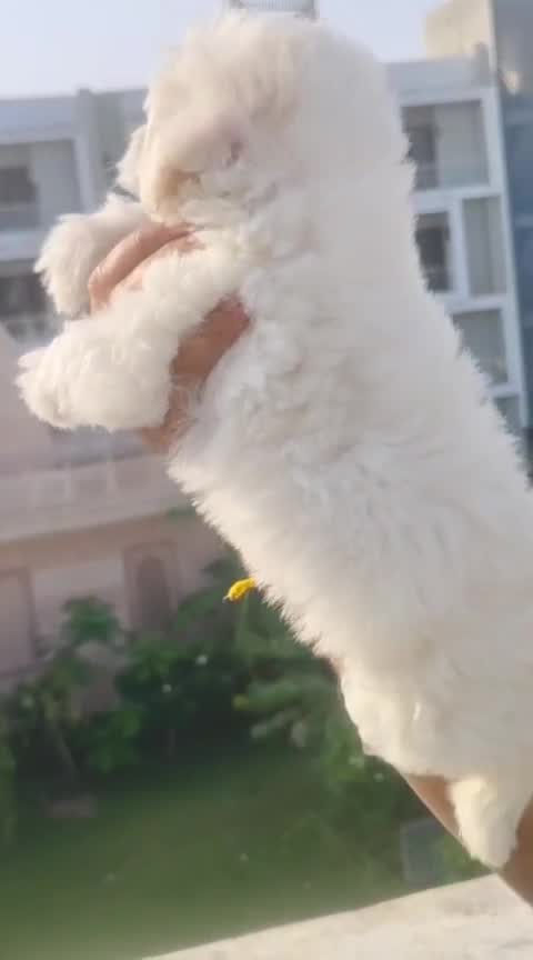 Bichon Frise Puppy at a farm in Ambala, Haryana