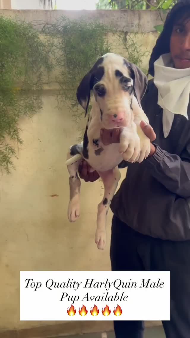 Great Dane Puppy at a farm in Ambala, Haryana