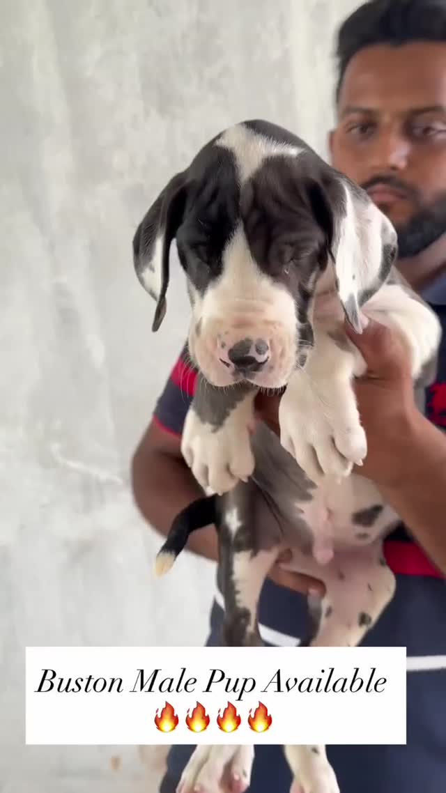 Great Dane Puppy at a farm in Ambala, Haryana