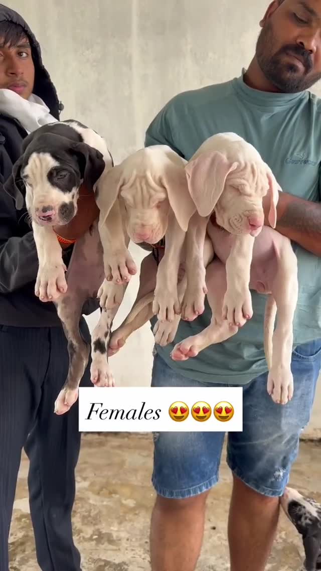Great Dane Puppy at a farm in Ambala, Haryana