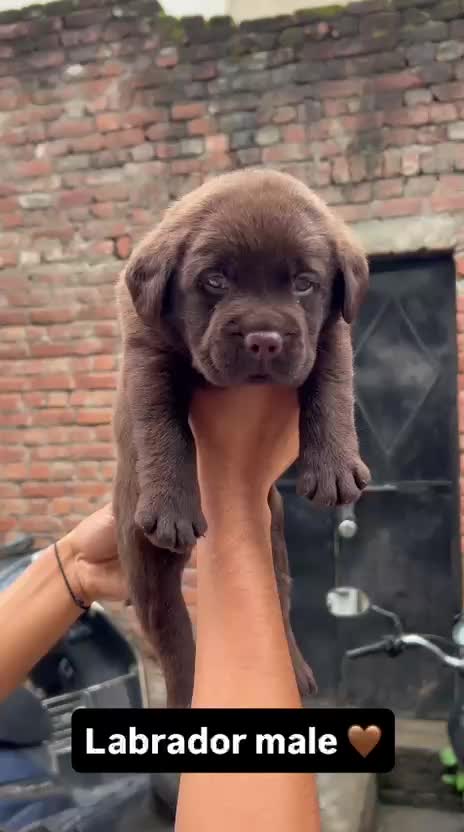 Beagle Black & Tan Puppy at a farm in Ambala, Haryana