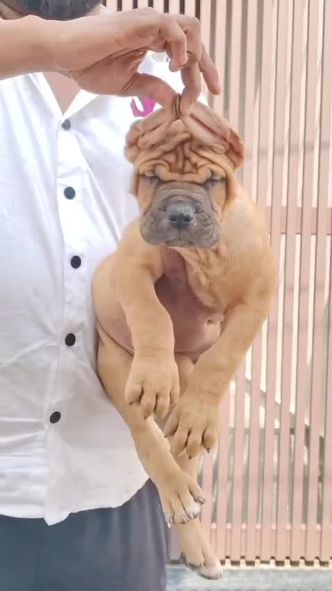 Cane Corso Puppy at a farm in Ambala, Haryana