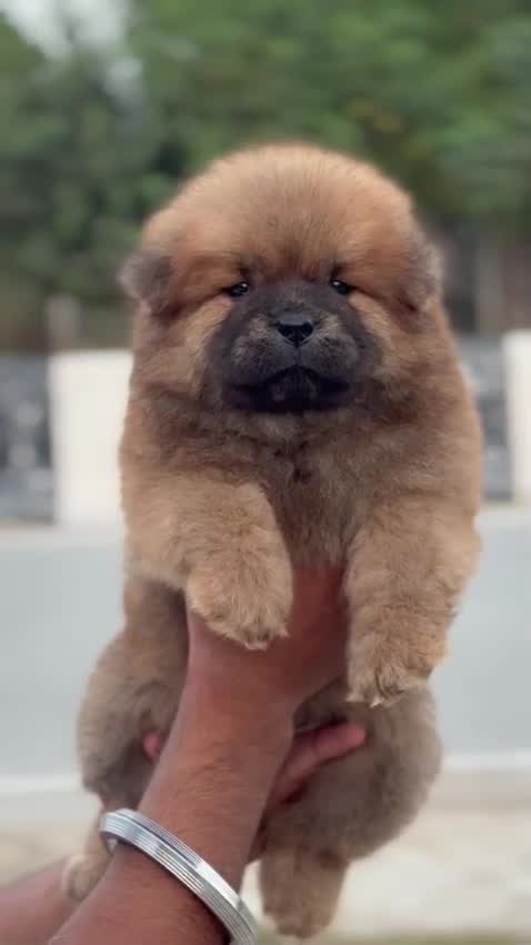 Chow Chow Puppy | White Color at a farm in Ambala, Haryana