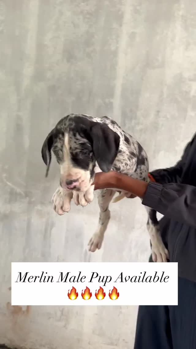 Great Dane Puppy at a farm in Ambala, Haryana