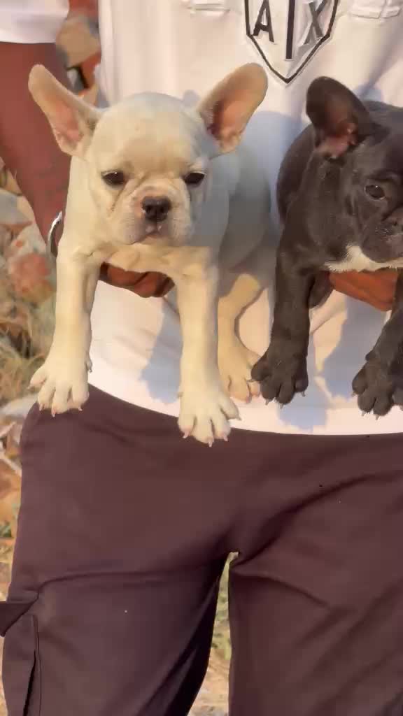 French Bulldog Puppy | Blue at a farm in Ambala, Haryana