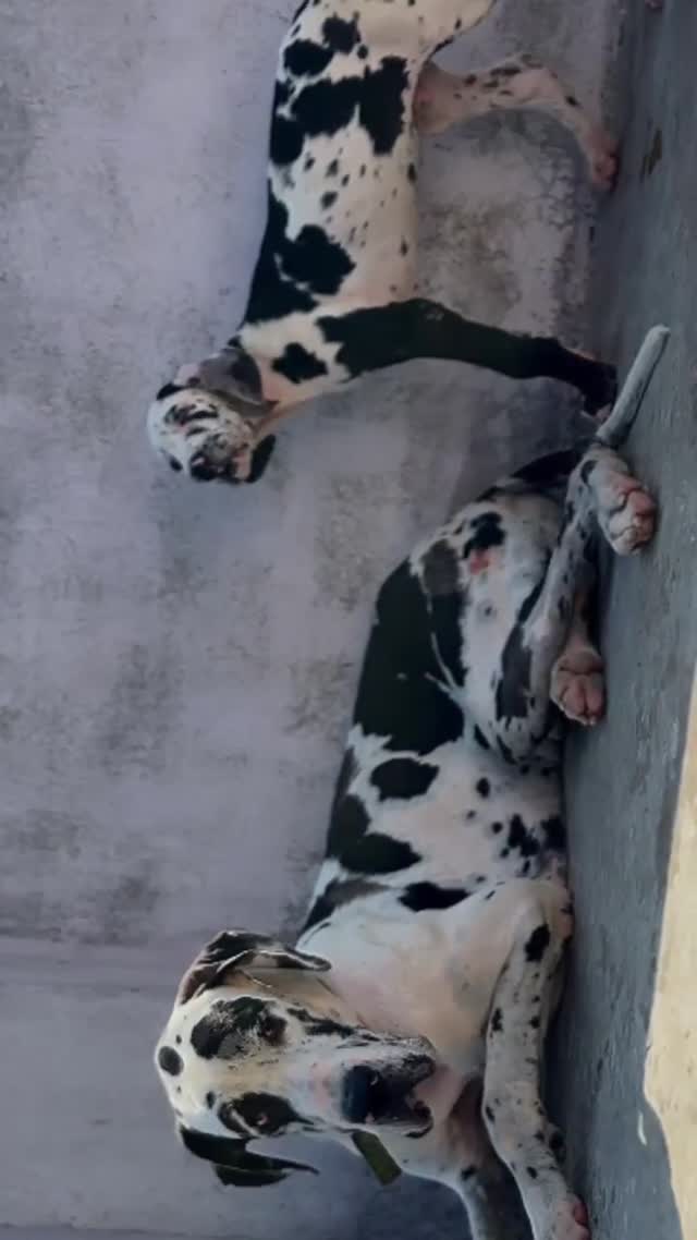 Great Dane Puppy at a farm in Ambala, Haryana