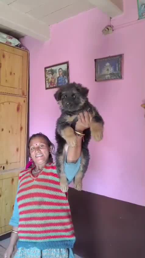 German Shepherd Puppy | Z Black at a farm in India