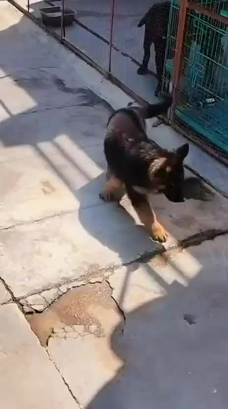 German Shepherd Puppy | Z Black at a farm in India