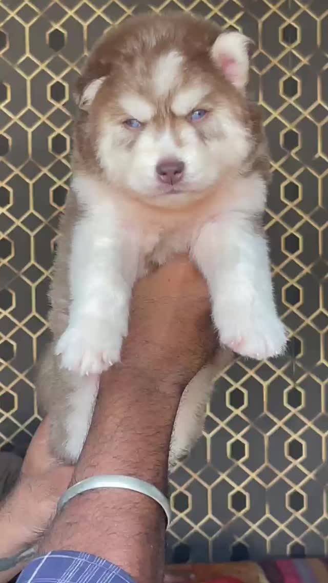 Dachshund Puppy at a farm in India