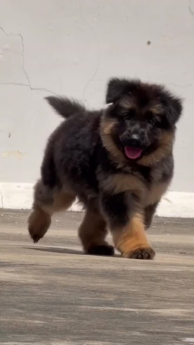 German Shepherd Puppy | Z Black at a farm in India