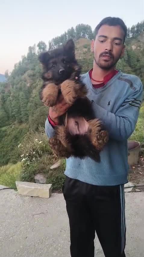 German Shepherd Puppy | Z Black at a farm in India