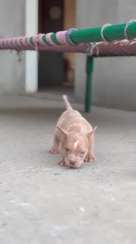 American Bully Standard Size Puppy at a farm in India