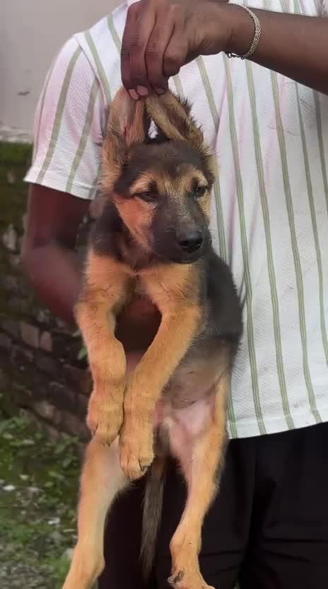 German Shepherd Puppy | Z Black at a farm in Haridwar, Uttarakhand