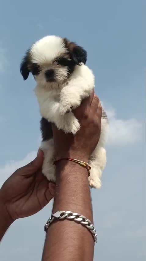 Shih Tzu | Black Color at a farm in Kolhapur, Maharashtra