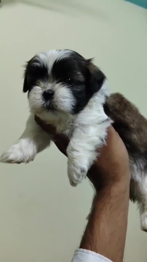 Shih Tzu | Tri Color Puppy at a farm in Delhi