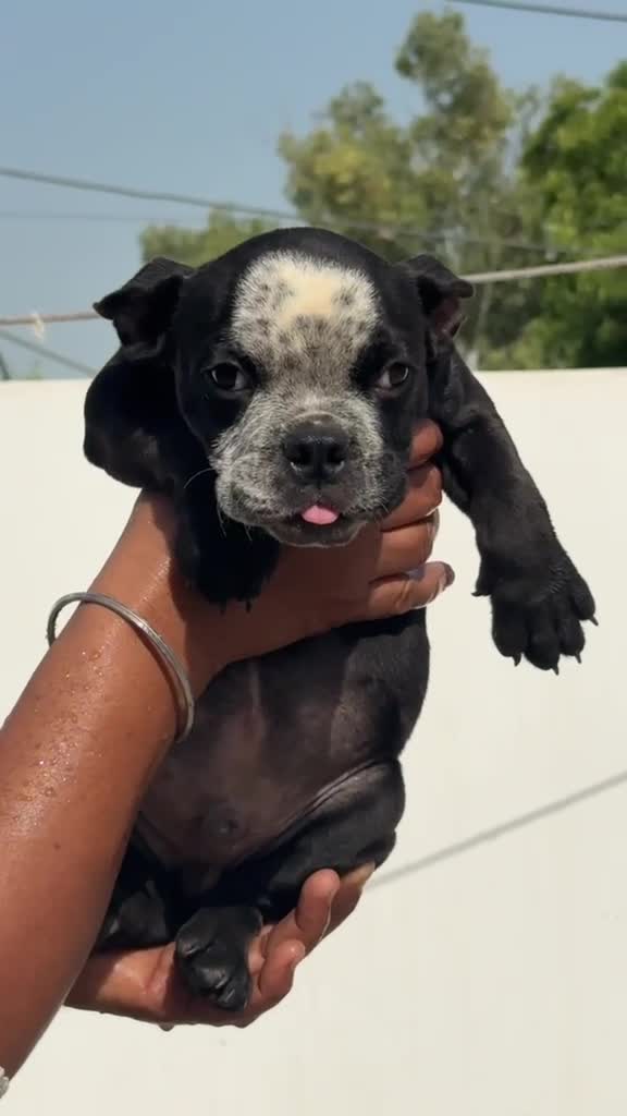 American Bully Standard Size Puppy at a farm in Mansa, Punjab