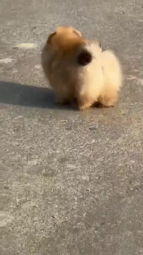 Toy Poodle Puppy at a farm in India