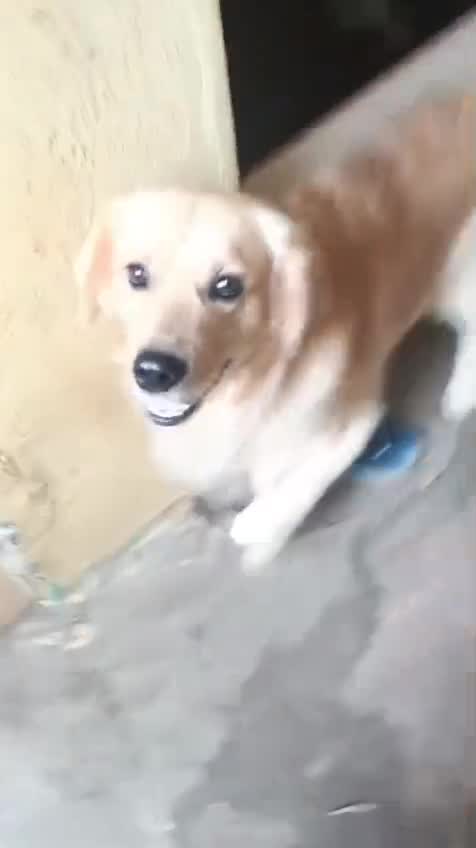 Golden Retriever at a farm in Bengaluru, Karnataka
