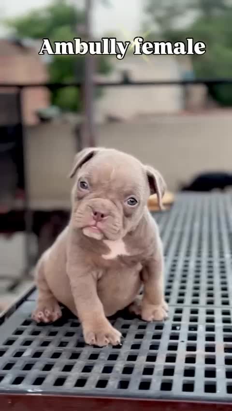 American Bully Standard Size Puppy at a farm in Sangrur, Punjab