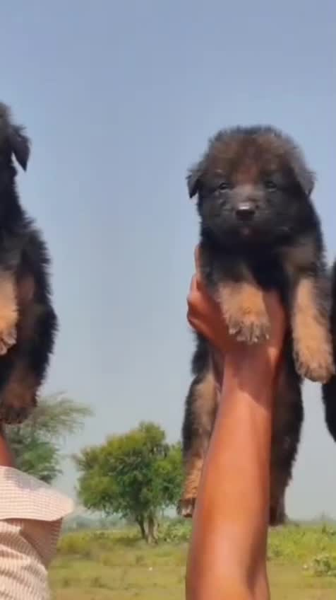 German Shepherd Puppy | Pure White at a farm in Taranagar, Rajasthan