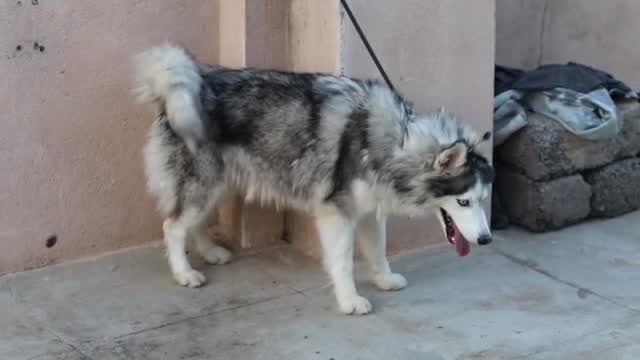 Siberian Husky Puppy | Black & White Color at a farm in Bengaluru, Karnataka
