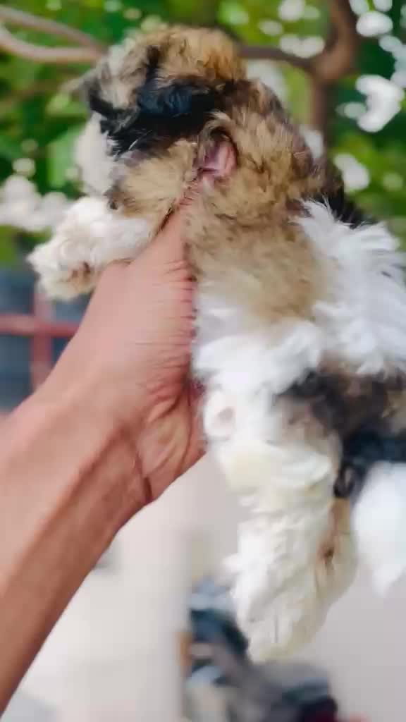 Shih Tzu | Tri Color Puppy at a farm in Bhawanigarh, Punjab
