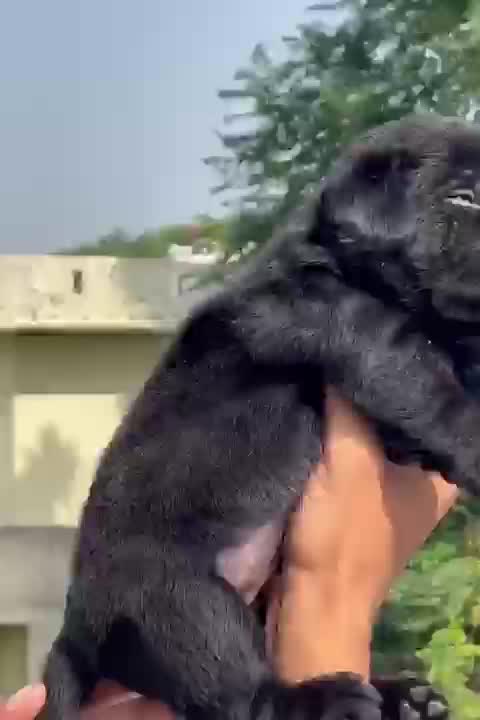 Beagle Black & Tan Puppy at a farm in Rajpura, Punjab