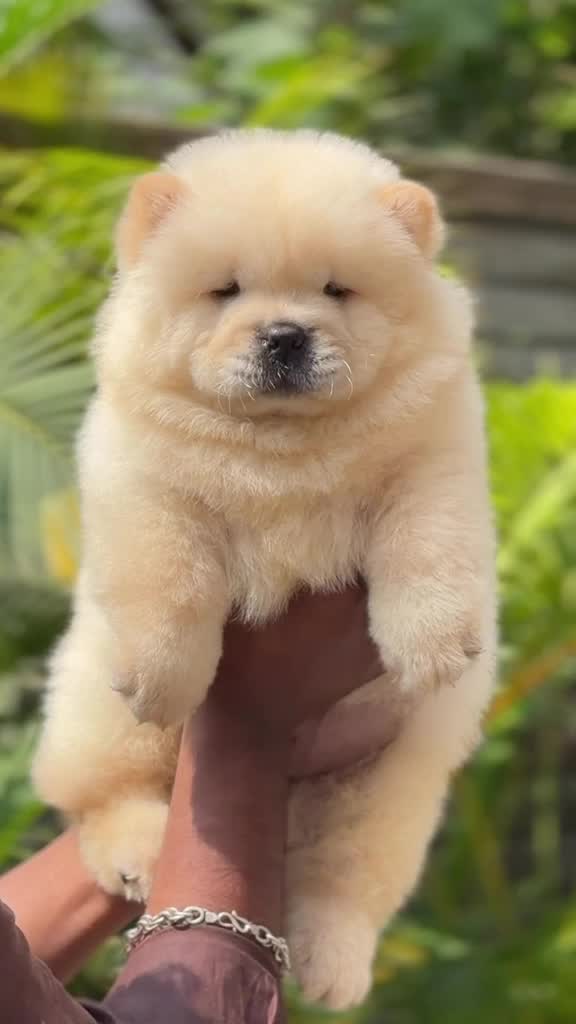 Chow Chow Puppies at a farm in Bengaluru, Karnataka