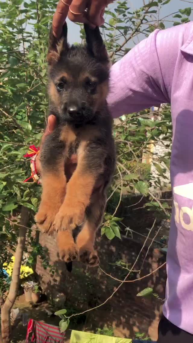 European Doberman Puppy at a farm in Ghaziabad, Uttar Pradesh