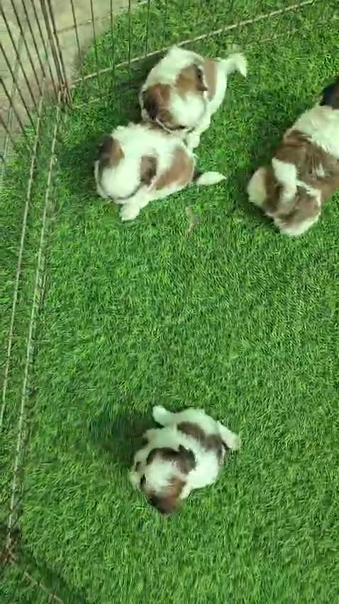 Shih Tzu | Black & White Color at a farm in Moga, Punjab