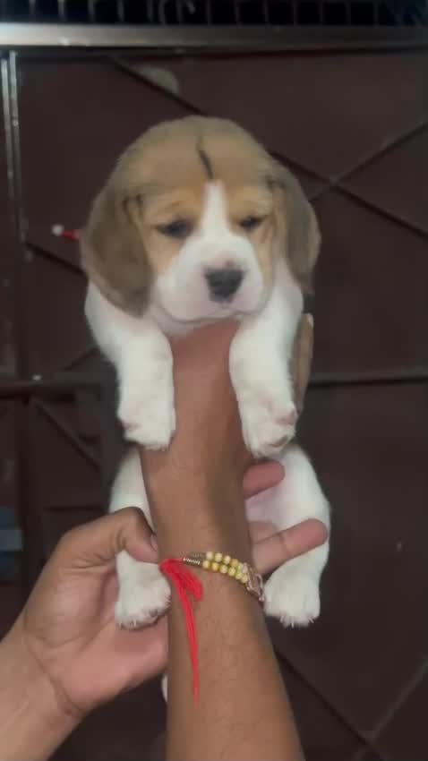 Dachshund Puppy at a farm in Ambala, Haryana