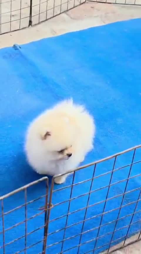 Pomeranian Puppy | Black Color at a farm in Ambala, Haryana