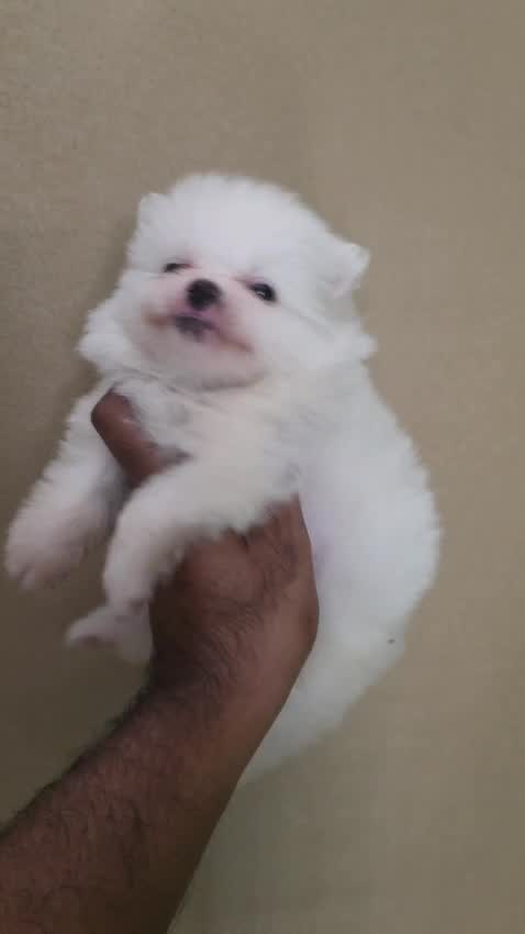 Toy Poodle Puppy at a farm in Uttar Pradesh