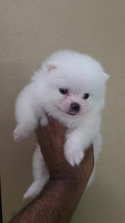Toy Poodle Puppy at a farm in Delhi