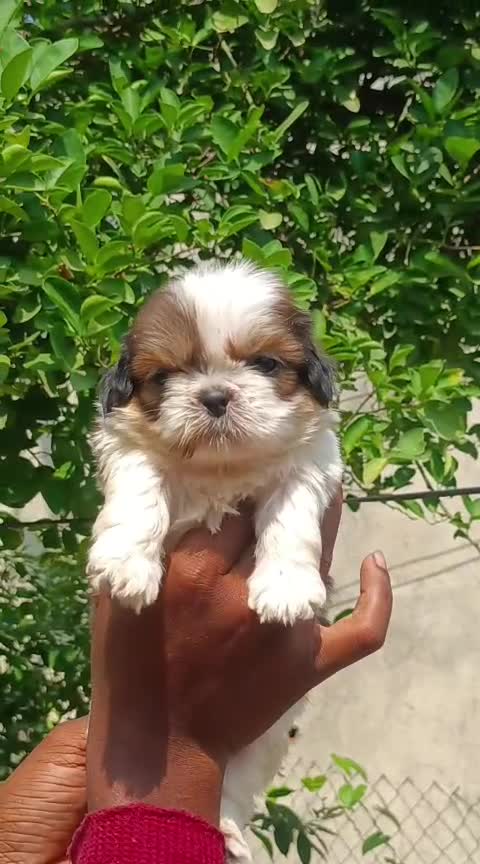 Shih Tzu | Black & White Color at a farm in Nagpur, Maharashtra