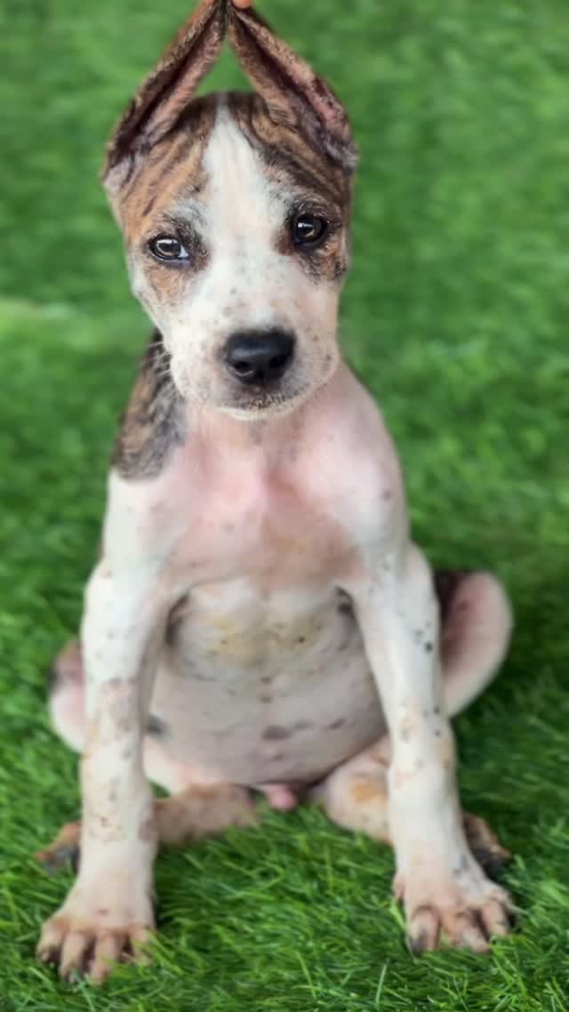 American Bully Pocket Size Puppy at a farm in Ambala, Haryana