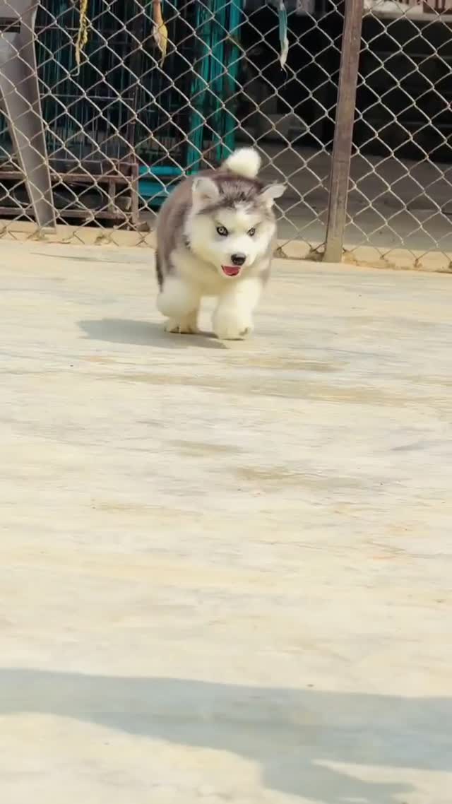 Siberian Husky Puppy | White Color at a farm in Ambala, Haryana