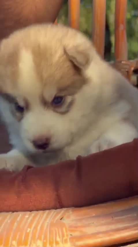 Siberian Husky Puppy | White Color at a farm in Ambala, Haryana