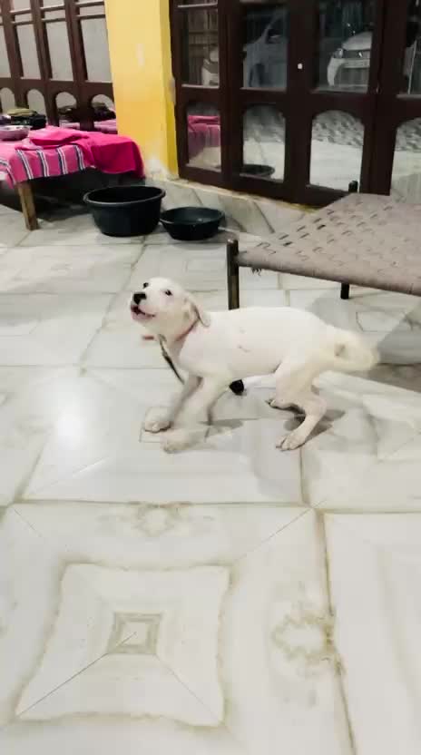 American Bully Pocket Size Puppy at a farm in Ambala, Haryana