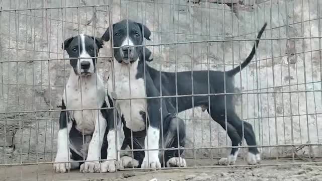 American Bully Pocket Size Puppy at a farm in Ambala, Haryana