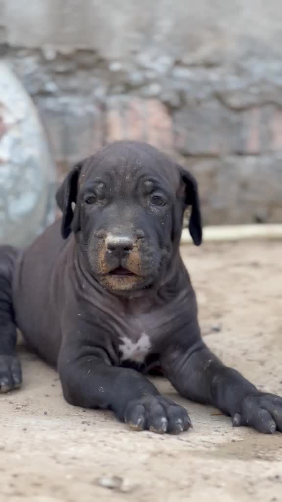 American Bully Pocket Size Puppy at a farm in Ambala, Haryana
