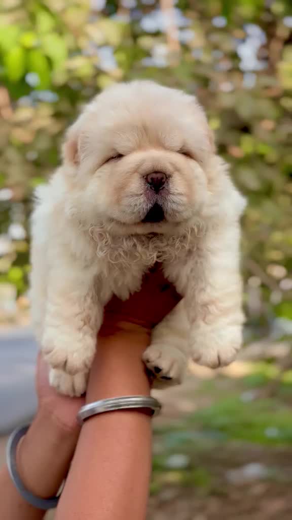 Chow Chow Puppy | White Color at a farm in Ambala, Haryana