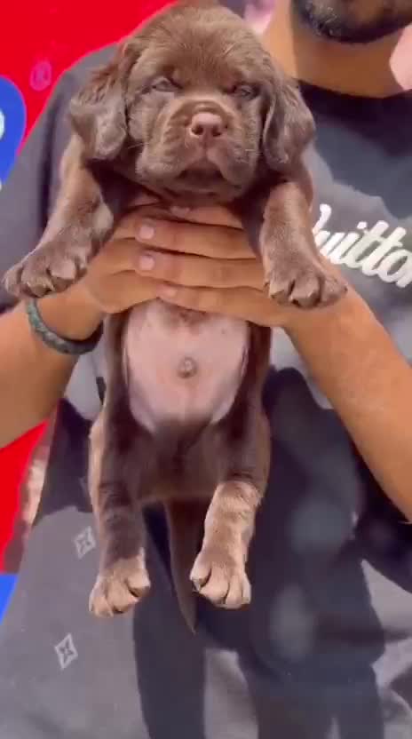 Beagle Black & Tan Puppy at a farm in Ambala, Haryana